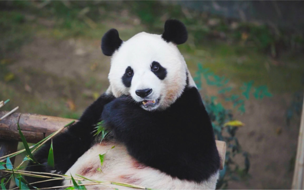 211022 大熊猫华妮 美妈吃播