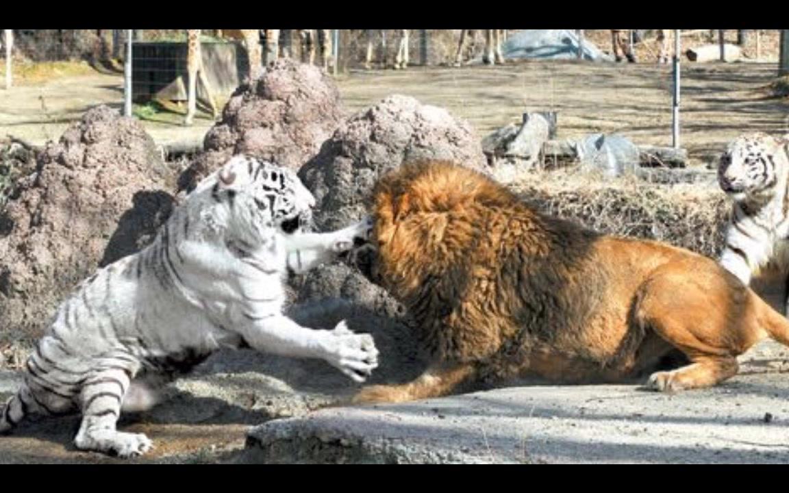 【科普】韩国狮虎斗大揭秘