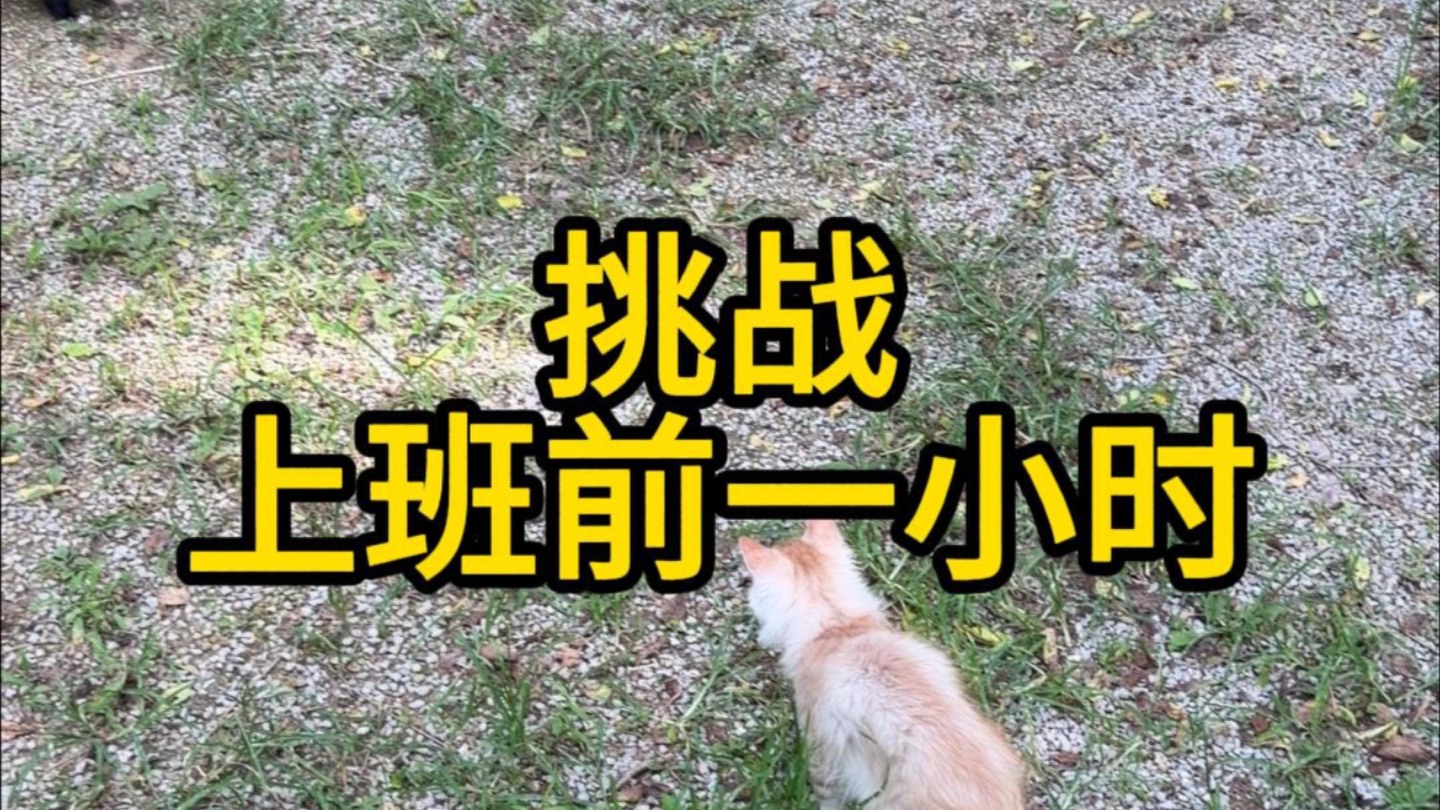 挑战上班前一小时喂完