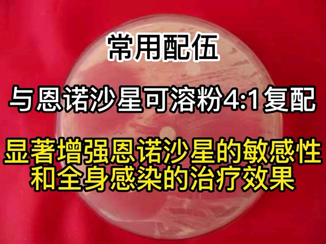 兽医药理小知识安普霉素的优点与配伍哔哩哔哩bilibili