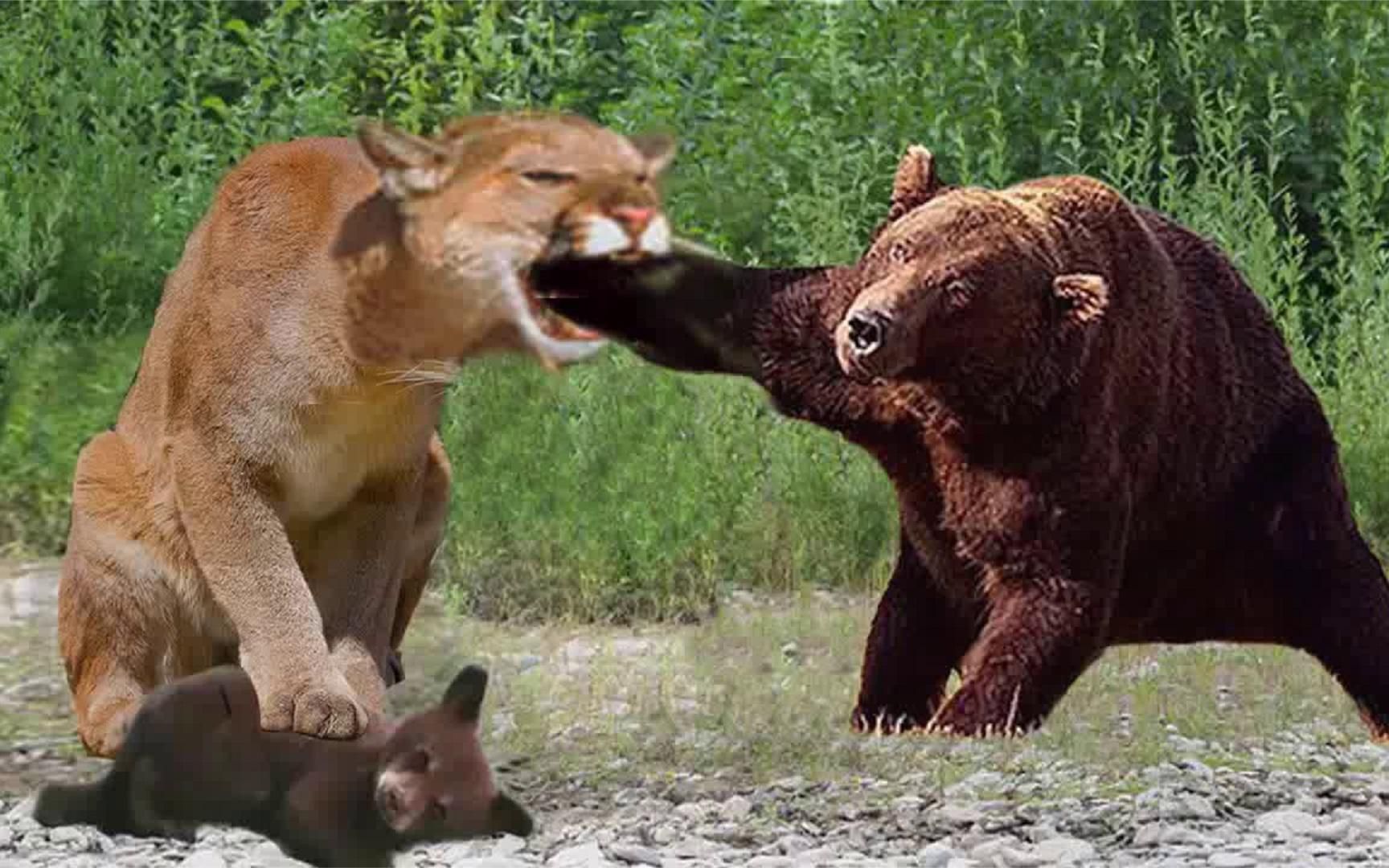 狮子和黑熊展开生死决斗,谁的掌力会更胜一筹?倆动物的巅峰对决