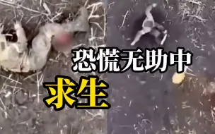 Descargar video: 一名俄军士兵小腿被炸断，面对乌军无人机投弹时着仍拼尽全力躲避