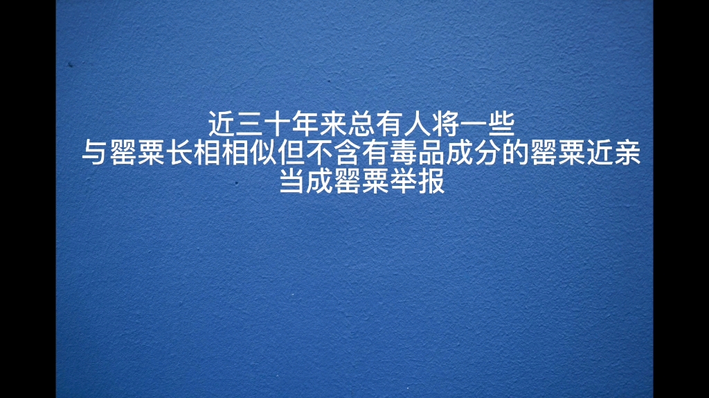 关于几种常见罂粟属观赏花卉及其与罂粟的区别哔哩哔哩bilibili