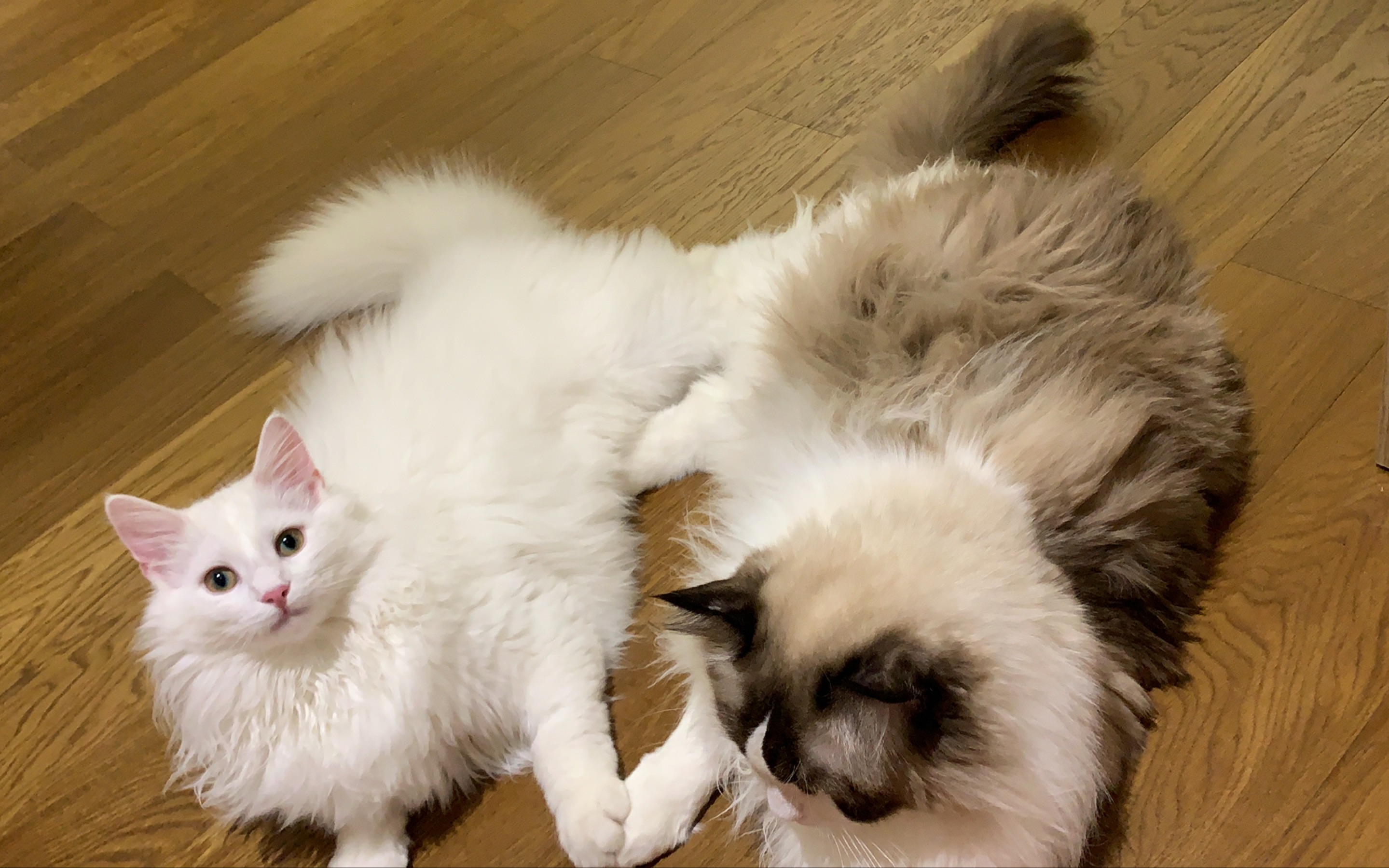 【挪威森林猫】【布偶猫】好基友一被子舔毛日常,不油腻,很清新_哔哩