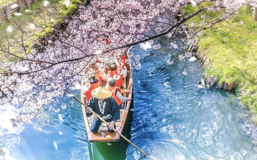 [图]“原来动漫中的樱花雪是真实存在的”- 网红樱花圣地 琦玉 川越 新河岸