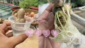 种生姜 催芽 寒冷地区也能种出姜 哔哩哔哩 つロ干杯 Bilibili