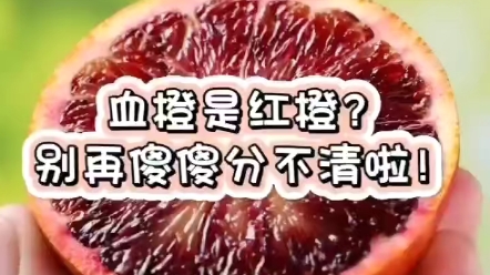 血橙还是红橙?别再傻傻分不清啦!哔哩哔哩bilibili