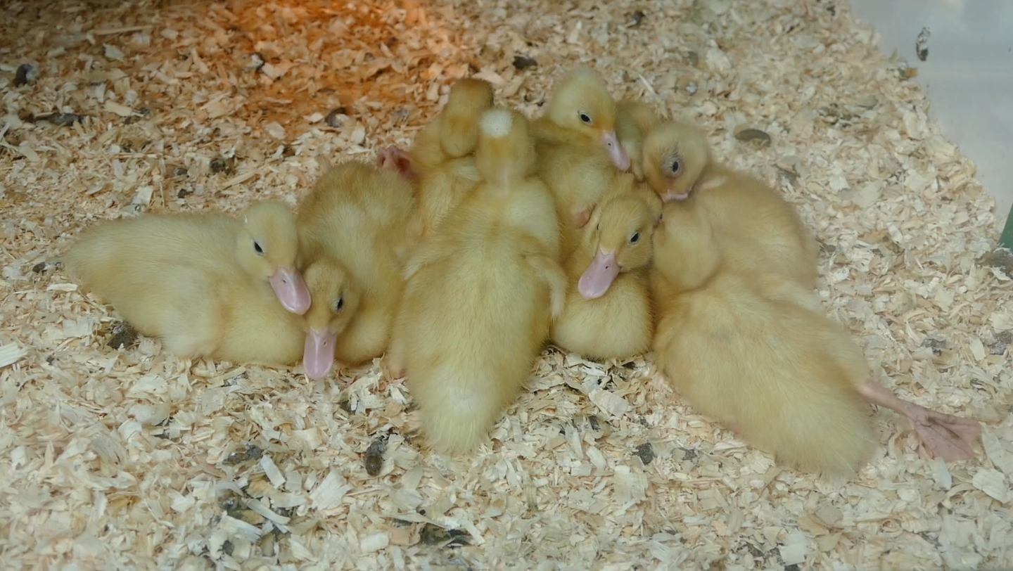 水水水视频,可爱的秃秃的鸭子