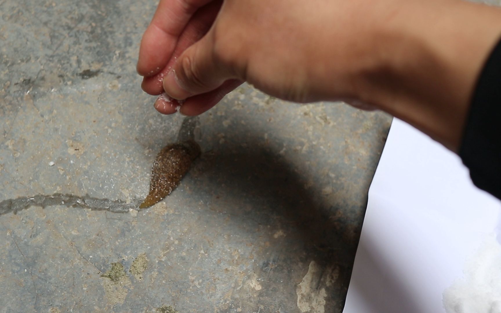 蛞蝓身上碰到盐会怎样小伙撒了一把盐试了试蛞蝓竟然慢慢的开始脱水了