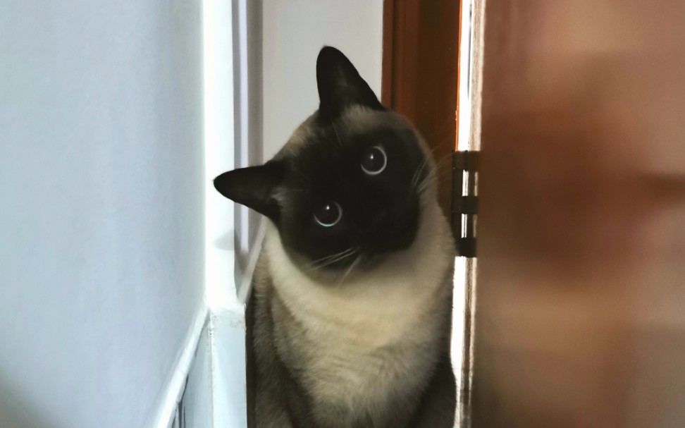 【暹罗猫】茶茶猫和我的对话