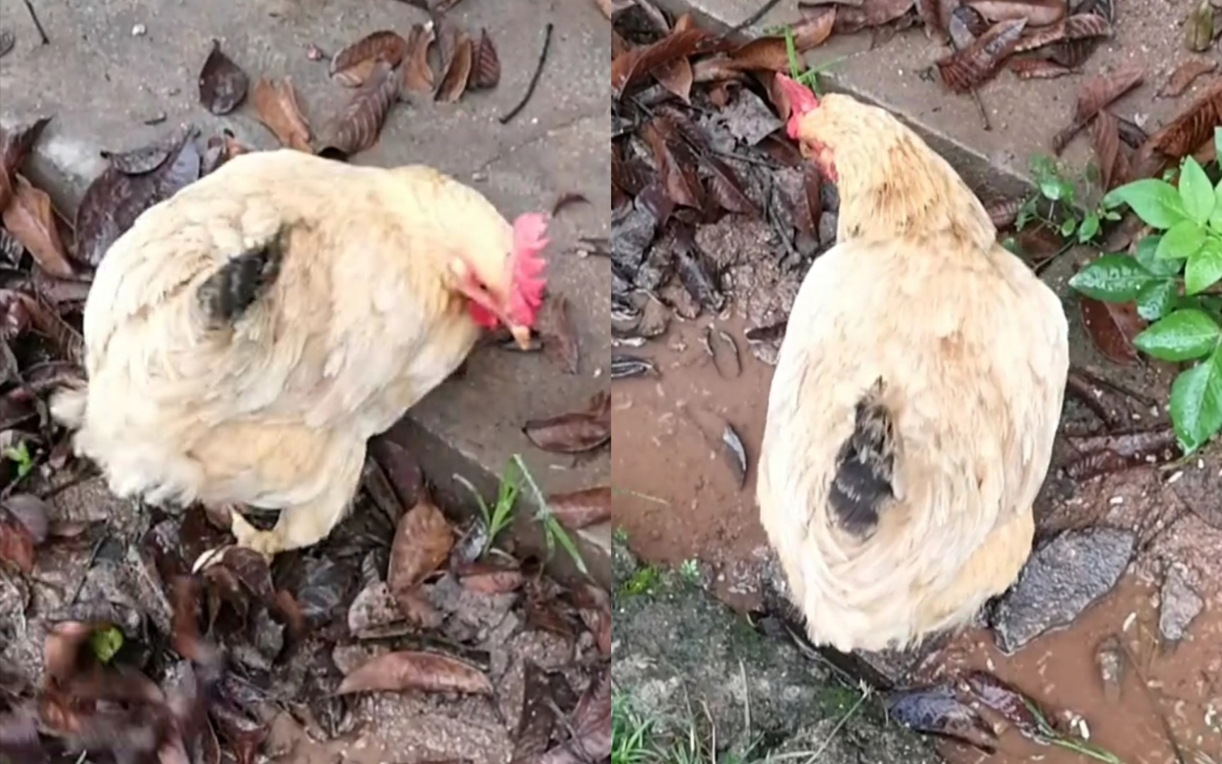 扒拉树叶找虫吃的炸毛鸡,一惊一乍的.