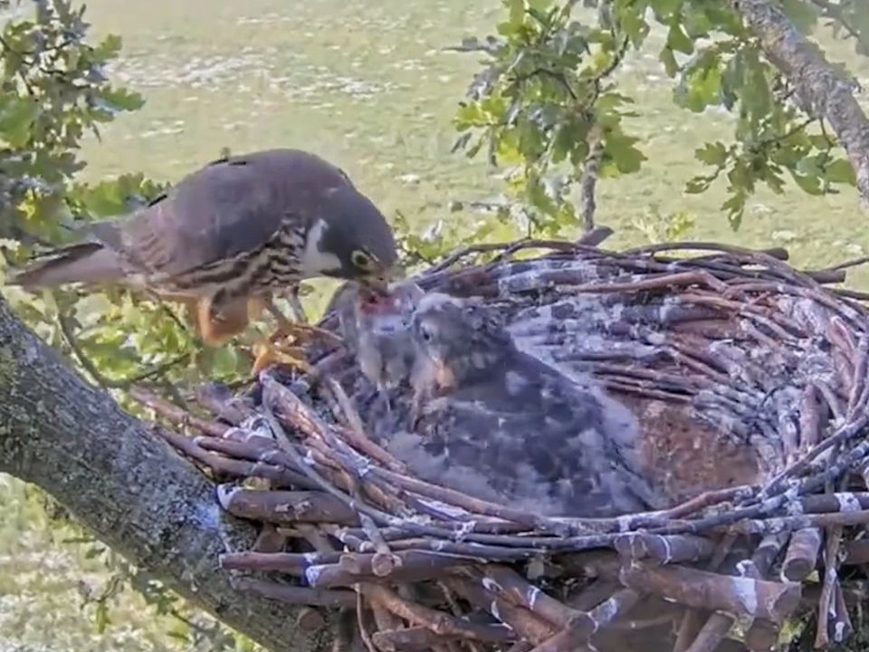 燕隼幼鸟接过妈妈捕来的小鸟,开始自己斯肉吃