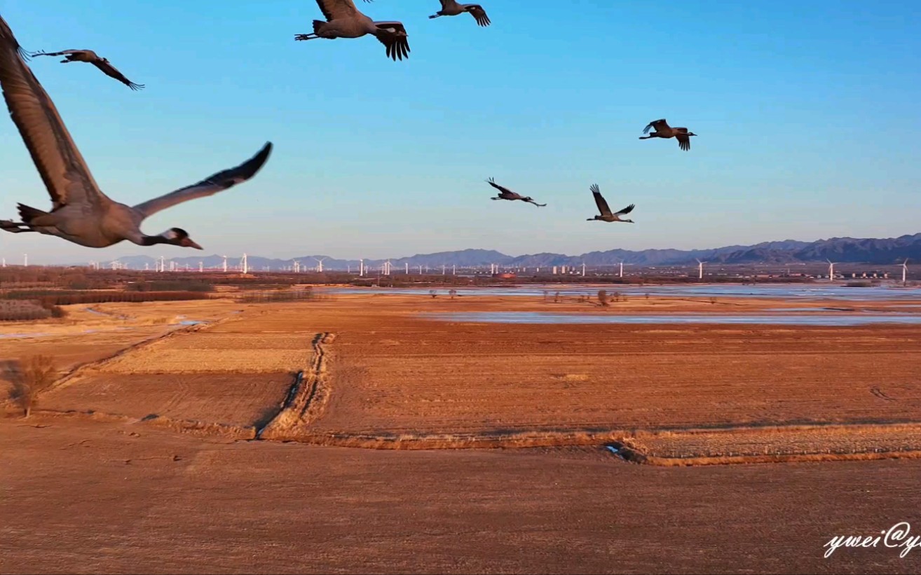 黄昏鹤影一同翱翔在壮阔的天地之间