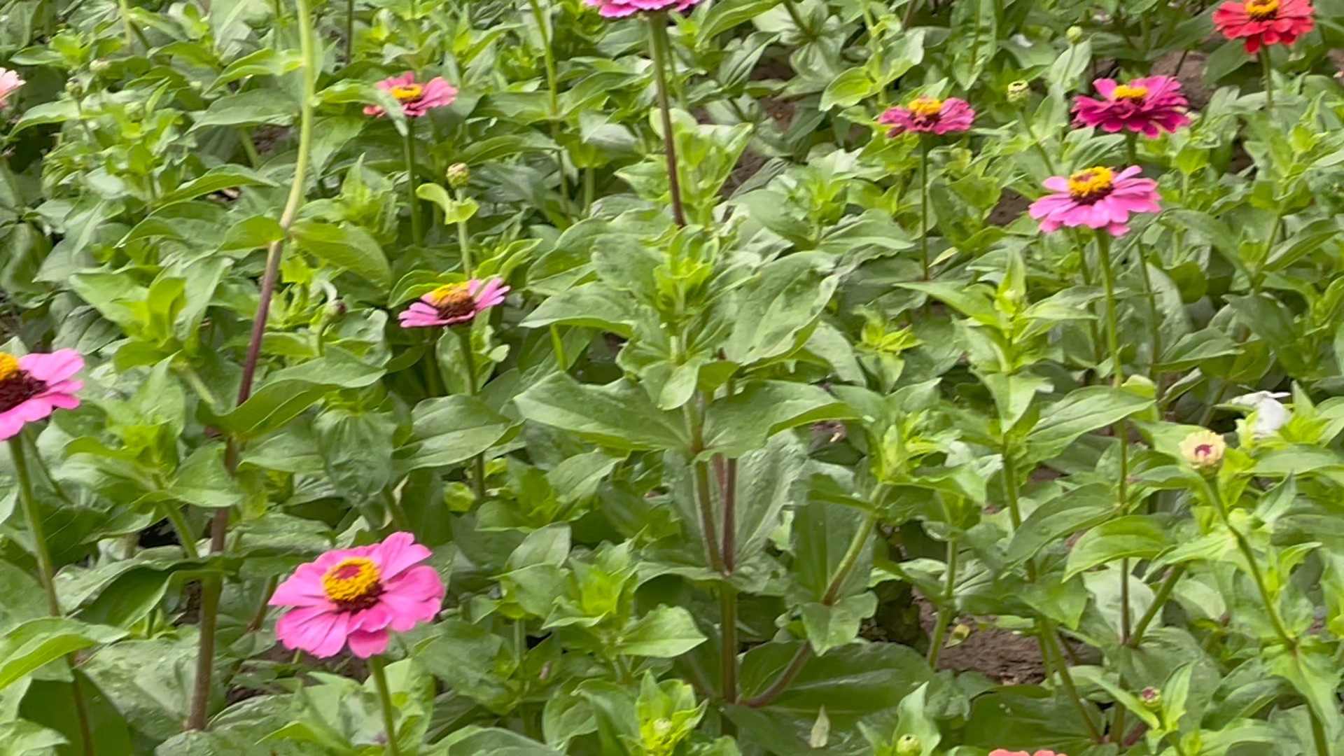 雨后蝎子菊#捕捉身边的花草 #iphone原相机#12pro max