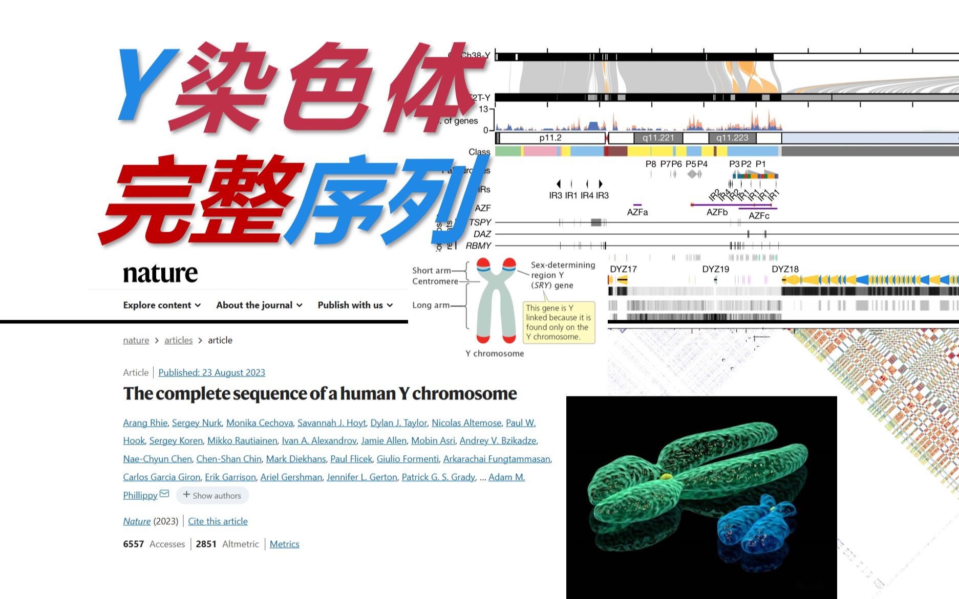 【文献速递】新知42 首个Y染色体完整序列 人类基因组填补空白-生命中国-生命中国-哔哩哔哩视频