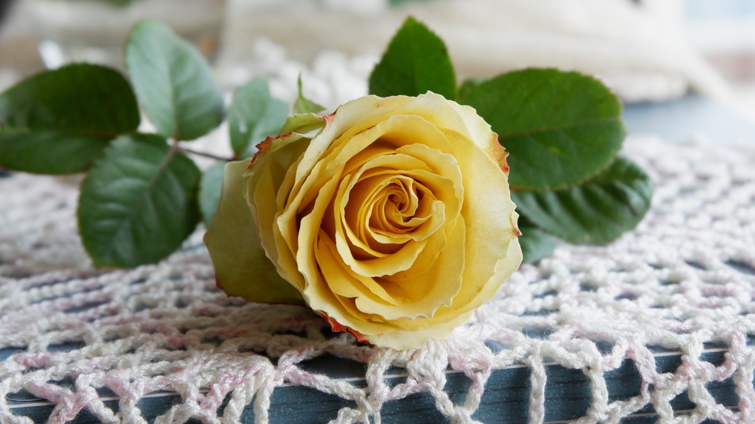 【植物】月季——苏萨