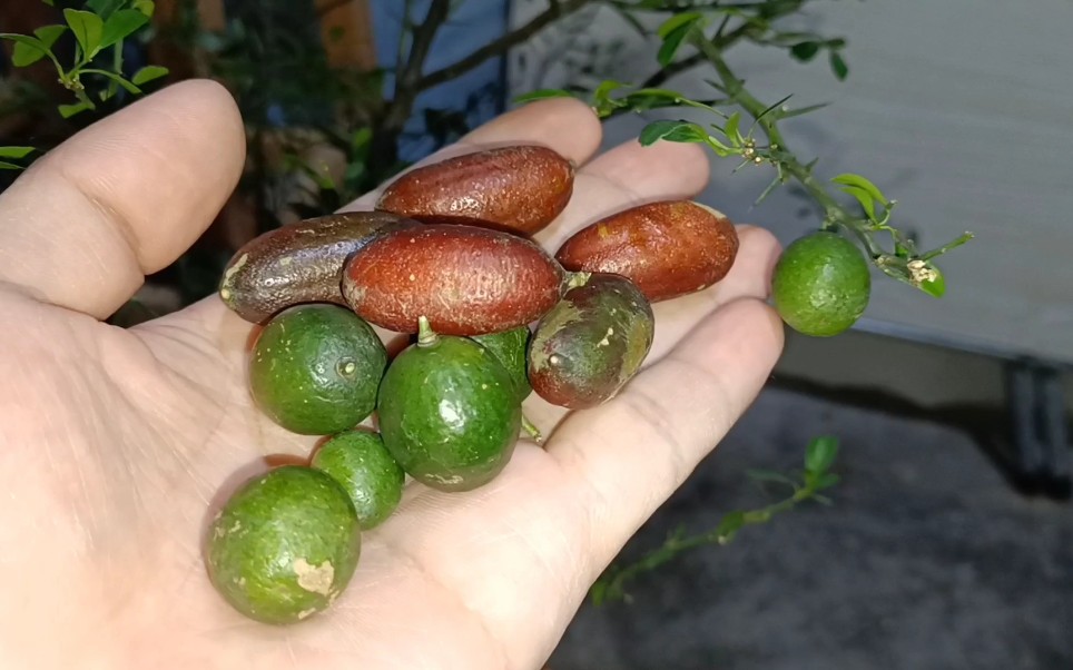花236买两棵柠檬树,手指柠檬和血柠檬,大家见过这种柠檬吗?