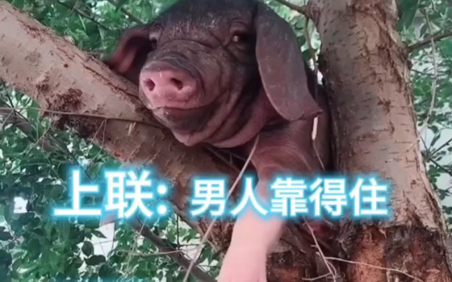 男人靠得住,猪也能上房