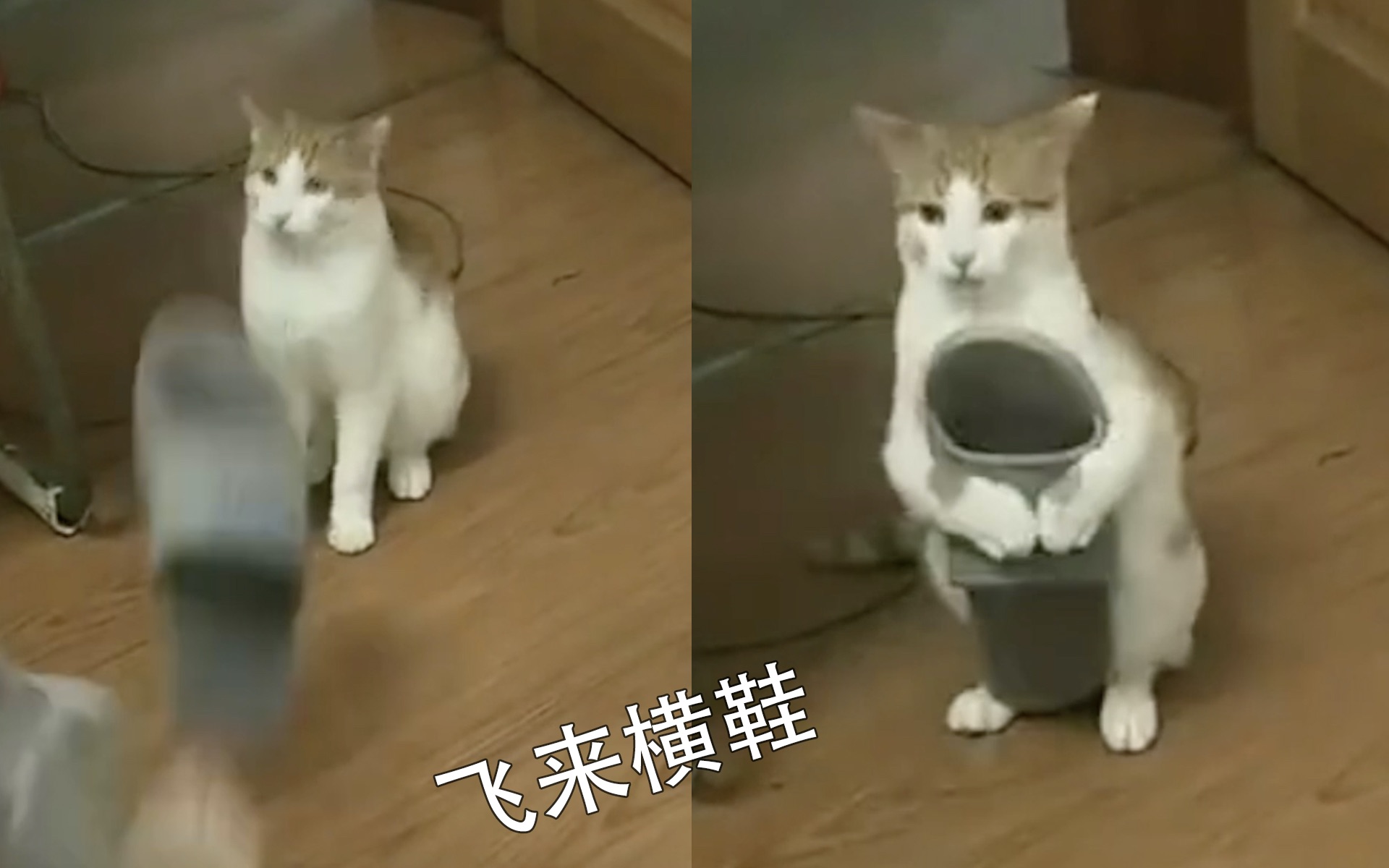 [图]猫：就…挺突然的