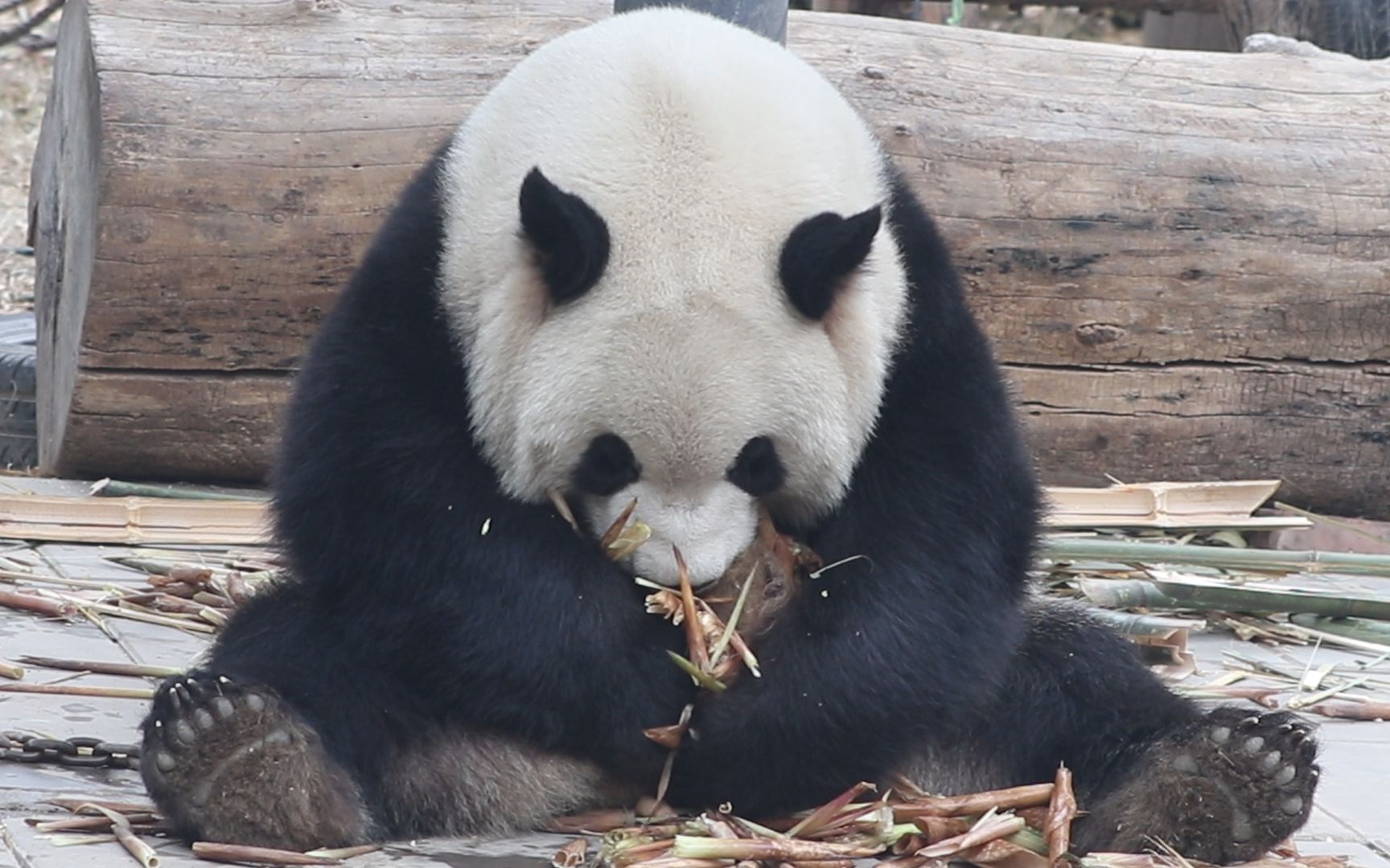 大熊猫萌兰 看着看着就饿了16
