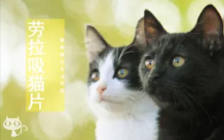 为什么猫都叫不来 搜索结果 哔哩哔哩 Bilibili