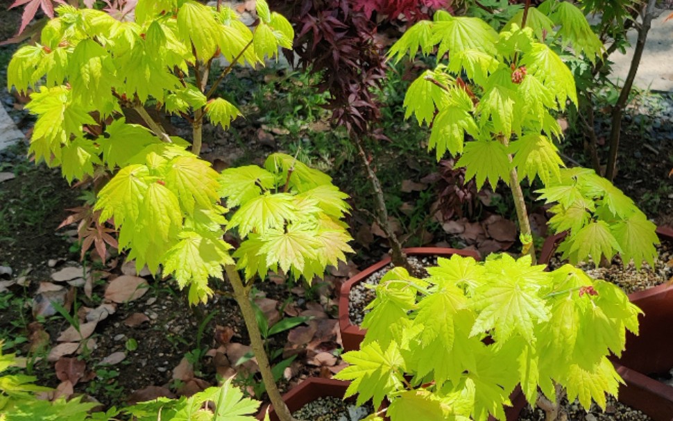 我有一棵枫树～金隐