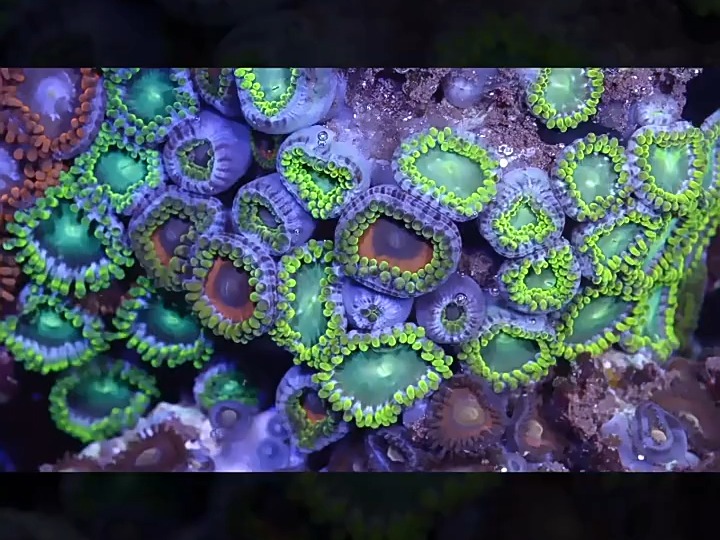 高清海底世界海洋生物鱼群海豚鲨鱼珊瑚潜水特写实拍剪辑视频素材