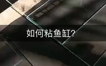 如何粘鱼缸?养鱼日记哔哩哔哩bilibili