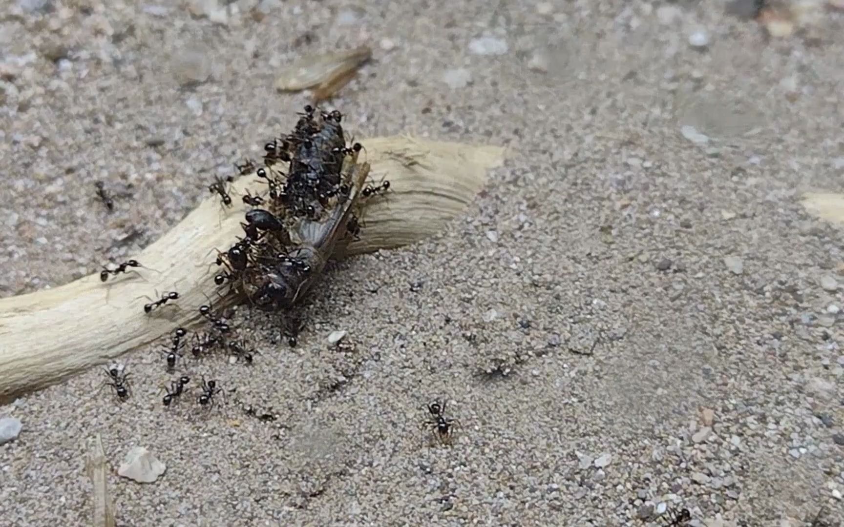 世界上最大的大头蚁野外行军 捕食猎物 pheidole rhea_哔哩哔哩_bili