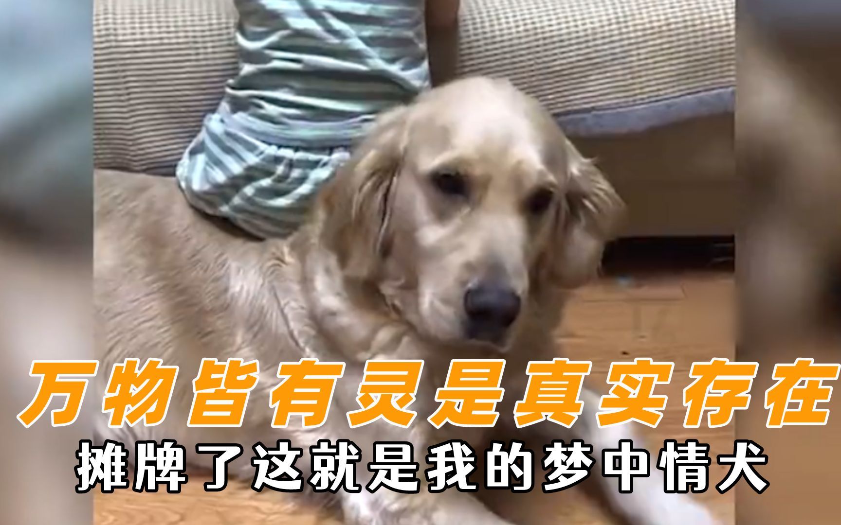 [图]万物皆有灵性是真实存在，这就是梦中情犬