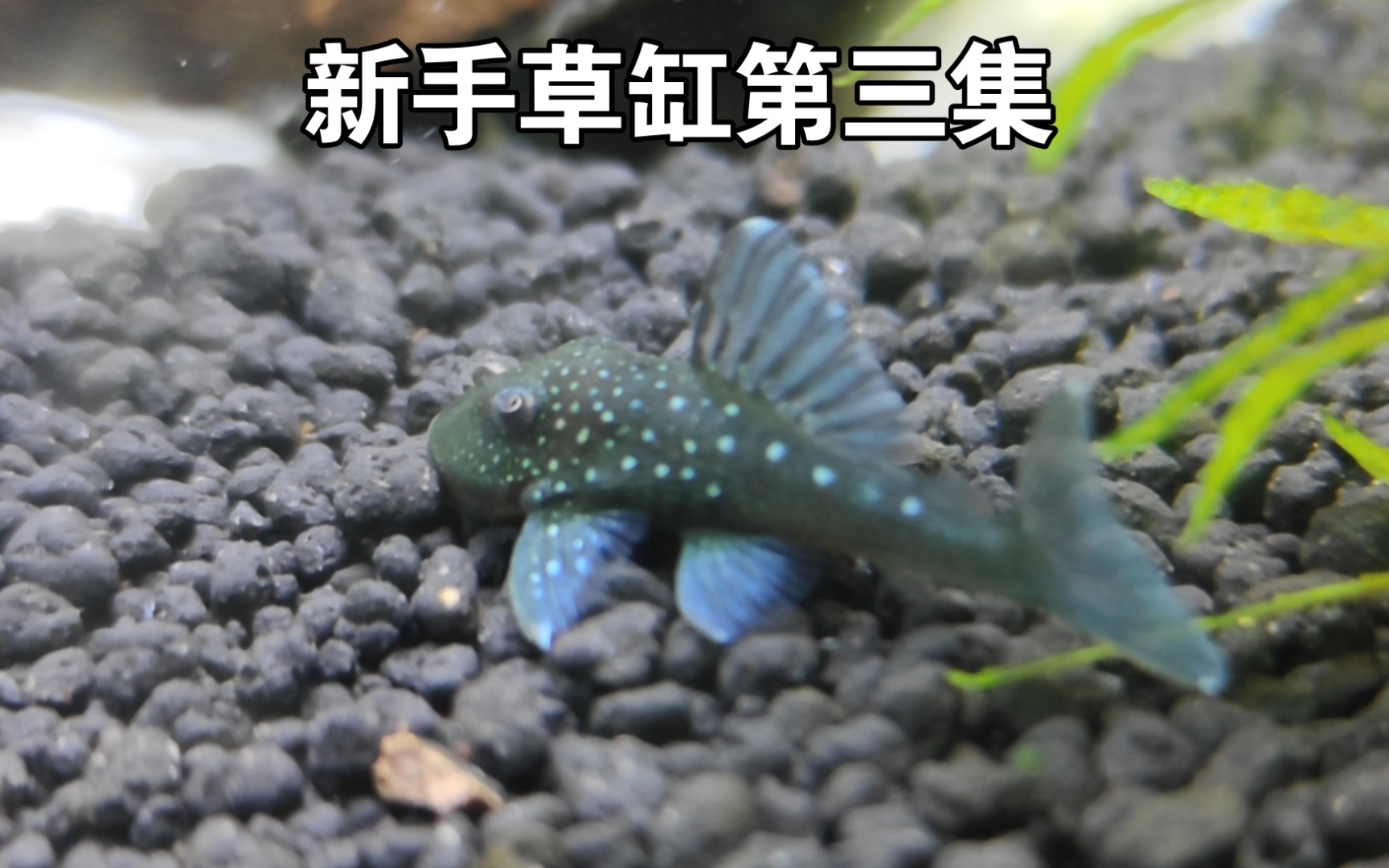 新手草缸分享第三集 添加鼠鱼哔哩哔哩bilibili