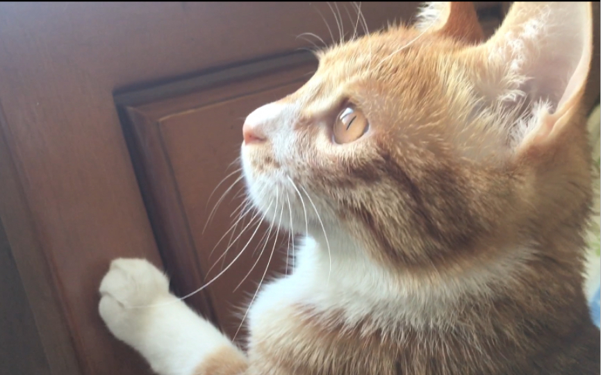 果然鸟对猫有十足的吸引力,往窗外瞅半天了
