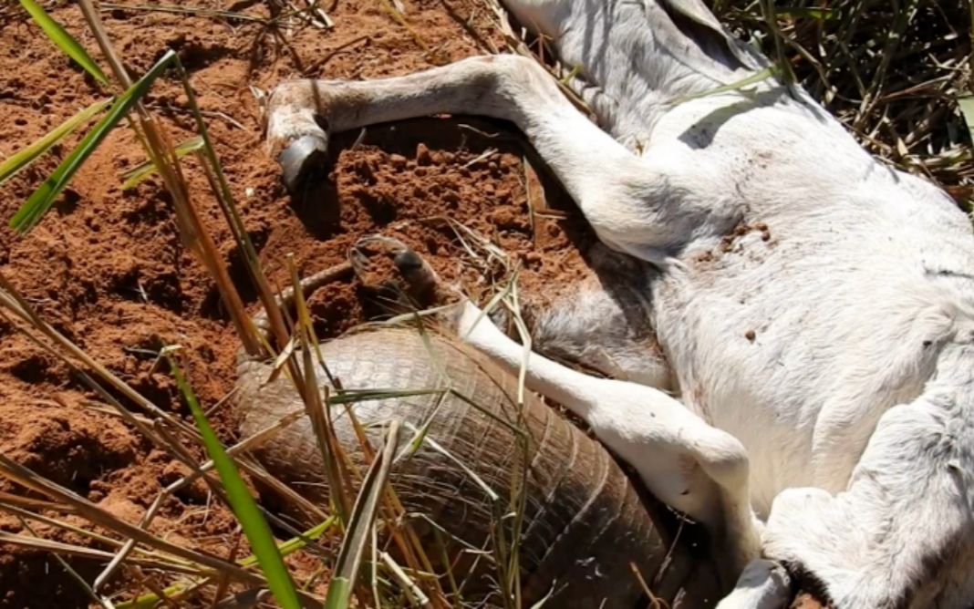 小伙在野外发现死去的山羊,将其挪开后,发现比蟒蛇还惊悚的东西