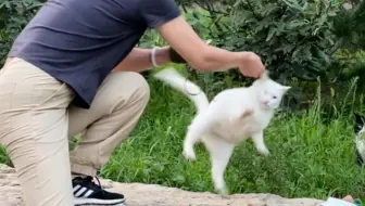 猫德学院大战狮子猫第二季之异瞳崛起-让绳子飞一会儿