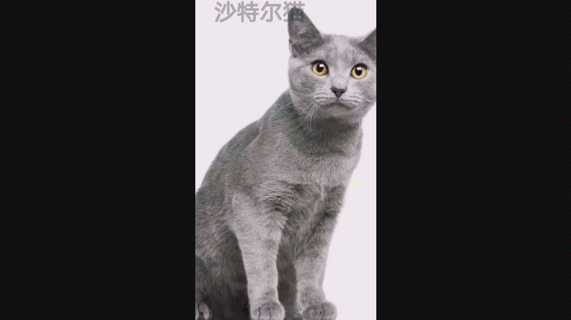 沙特尔猫哔哩哔哩bilibili