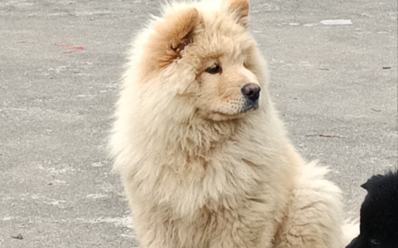 下雨后,等太阳出来就不一样了 中华田园犬之一～土松_哔哩哔哩_bili