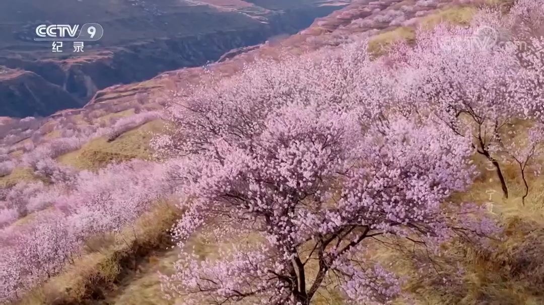 [图]航拍中国第三季_宁夏_彭阳梯田