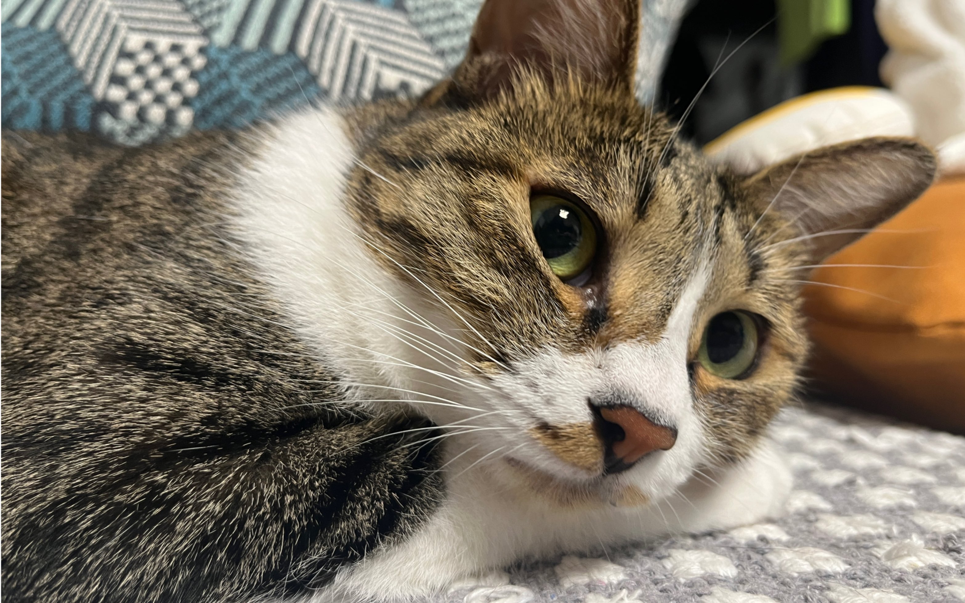 生活很苦,小猫好甜