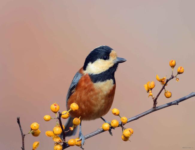 中国所有种类的山雀