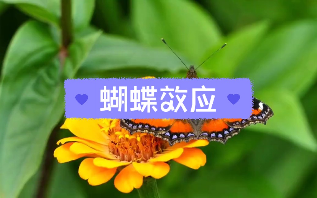 这就是可怕的蝴蝶效应,看懂蝴蝶效应,立刻变得沉稳不浮躁