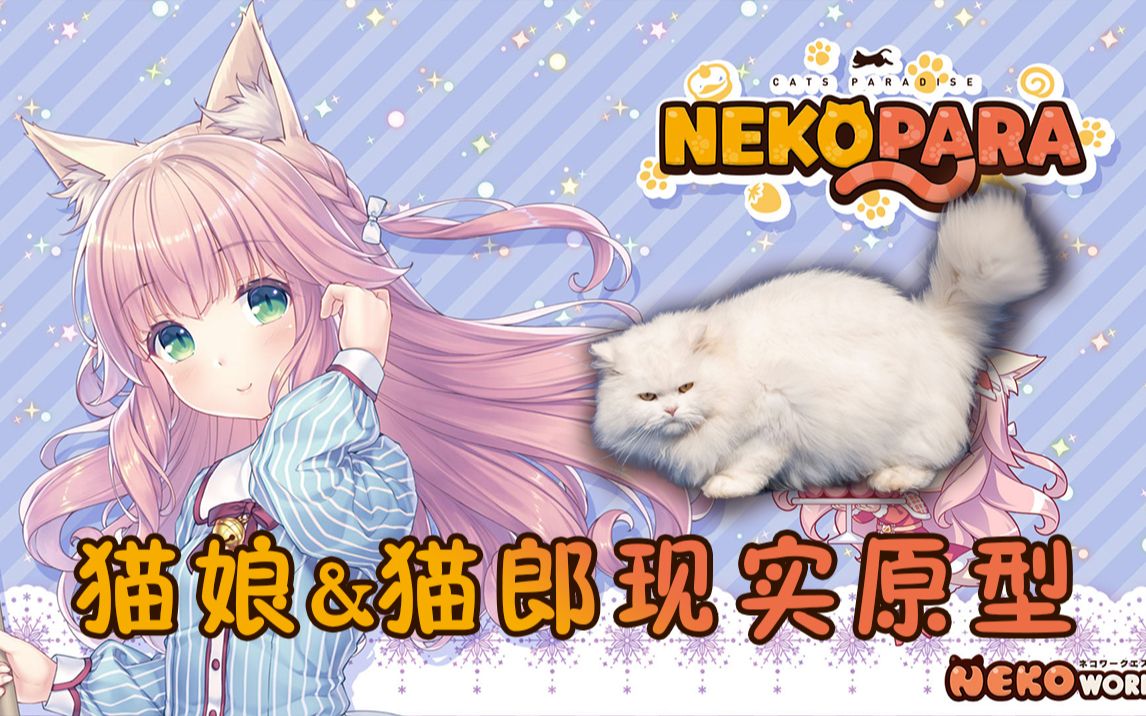 [图]《NEKOPARA/科普》猫娘&猫郎的现实品种原型图鉴！