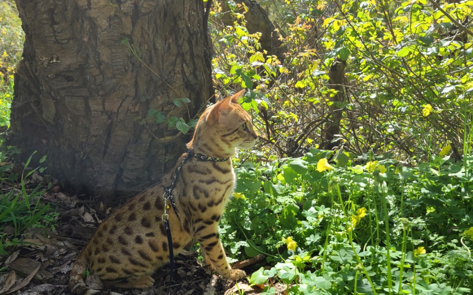 萨凡纳豹猫图片