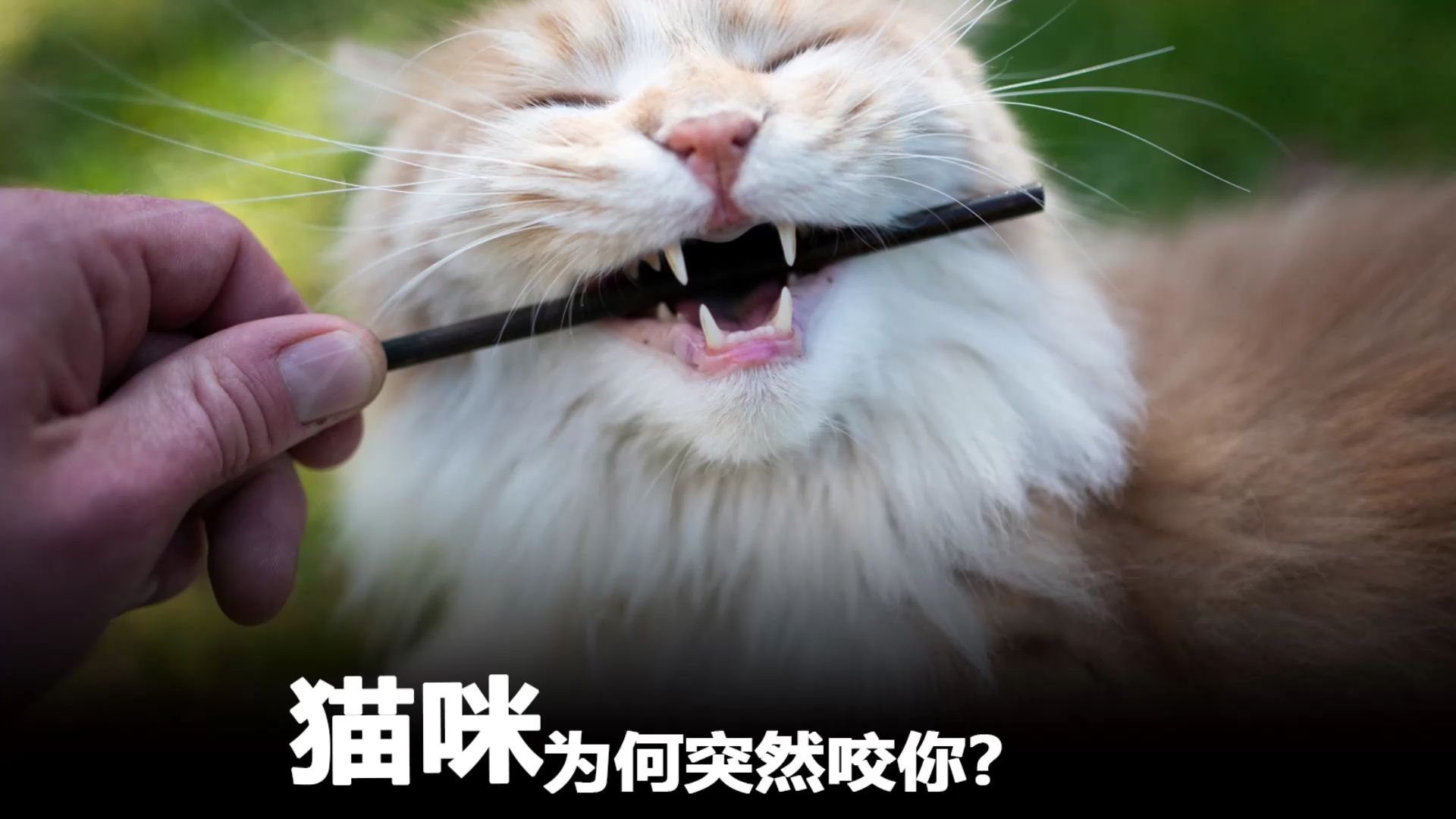 猫咪突然咬你,是这些意思!哔哩哔哩bilibili