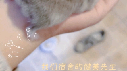 小仓鼠日记哔哩哔哩bilibili