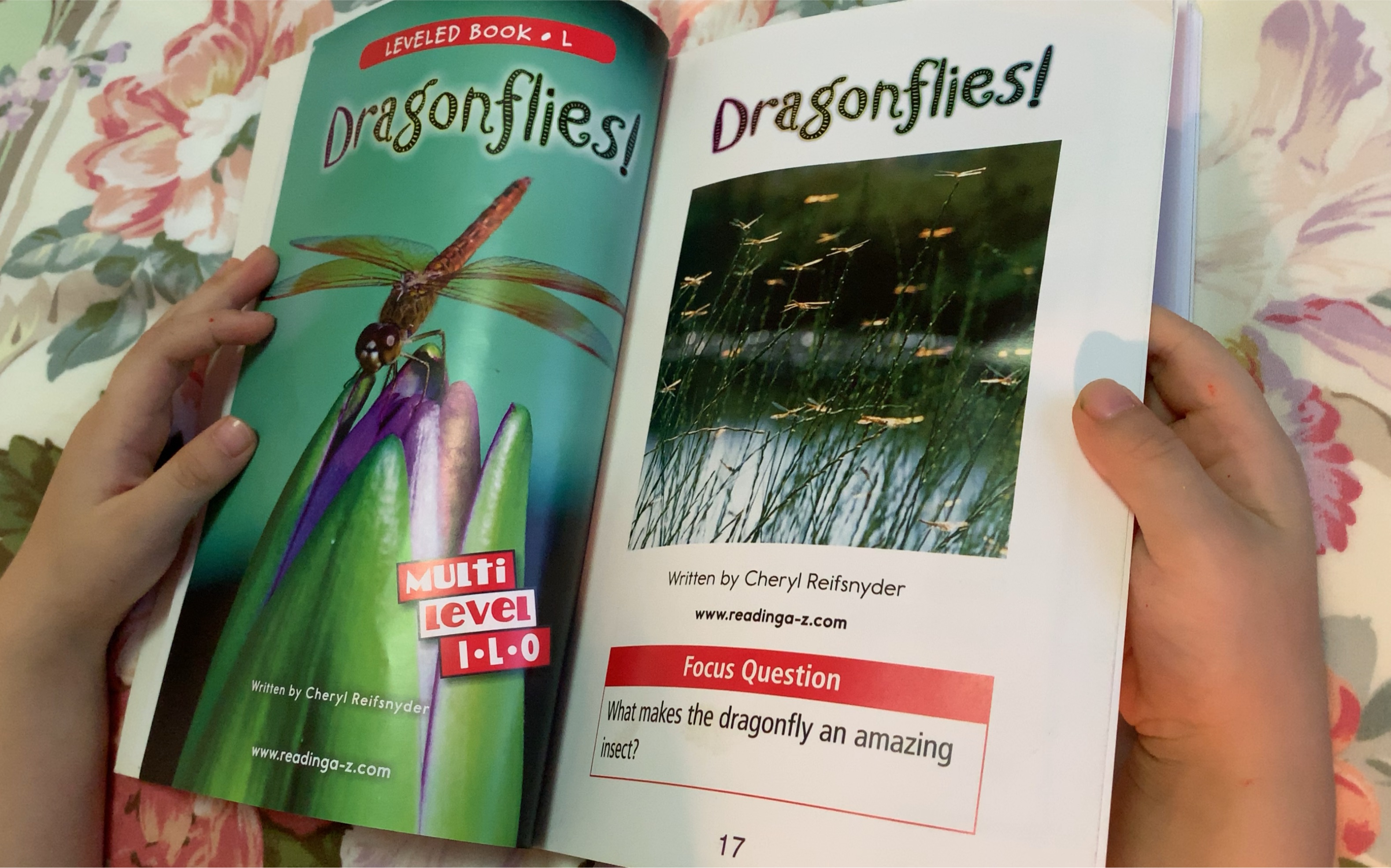 英语razkidsl级打卡dragonflies