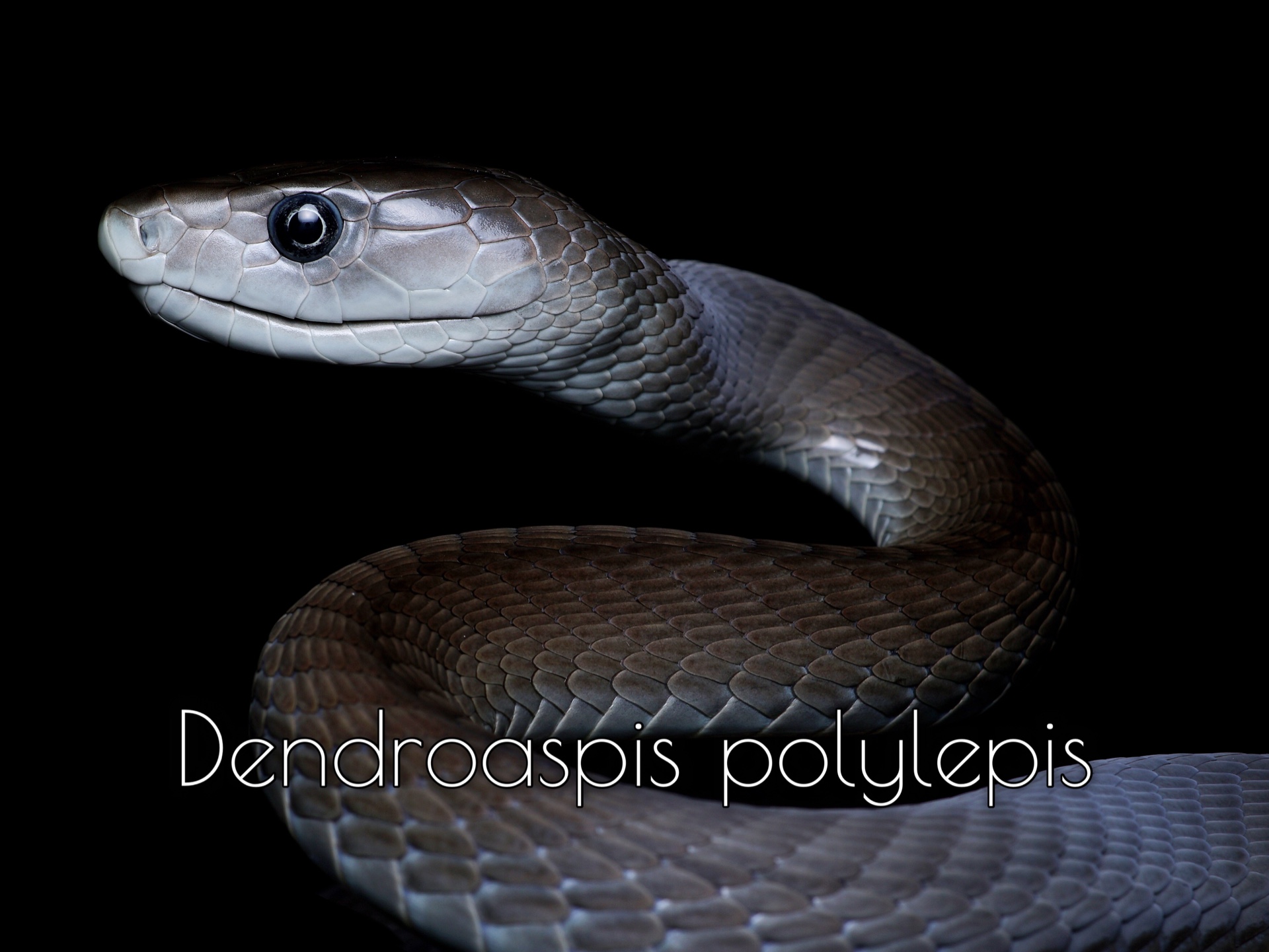 摄影|黑曼巴蛇 Dendroaspis polylepis|ElapidaeElapinae哔哩哔哩bilibili