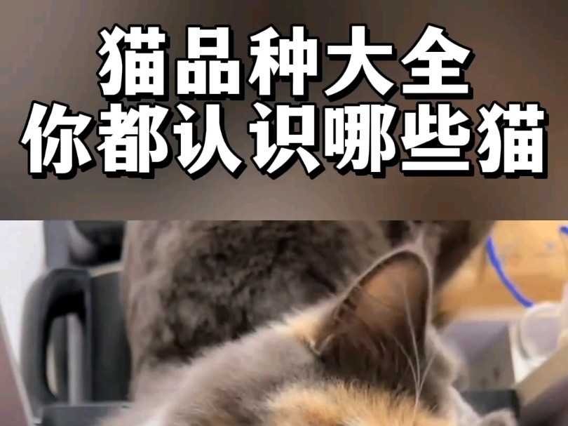 猫品种大全看看你都认识哪些猫咪#新手养猫 #科学养宠攻略 #萌宠百科 #养猫经验分享 #养猫小百科哔哩哔哩bilibili