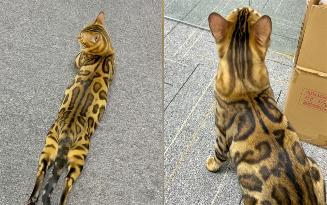 家养豹纹猫背后天生一对"翅膀"?被质疑养"野生动物"主人喊冤
