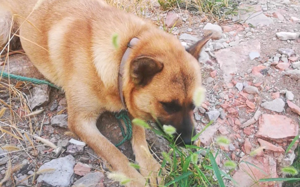 爱吃草的狗叫做草狗