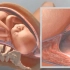 【3D动画演示—自然生产过程】在妈妈肚子里原来是这样待着的～